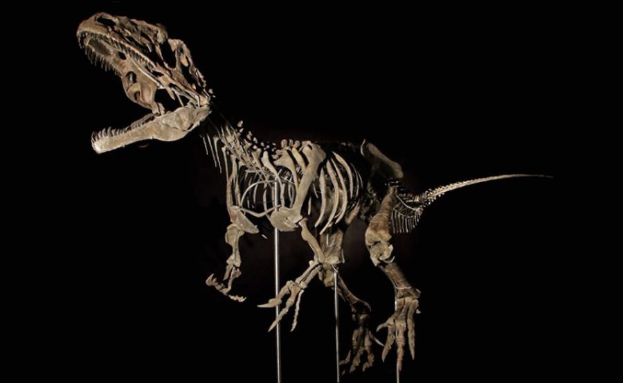 Dinosaur skeleton sold at auction for more than $2 million