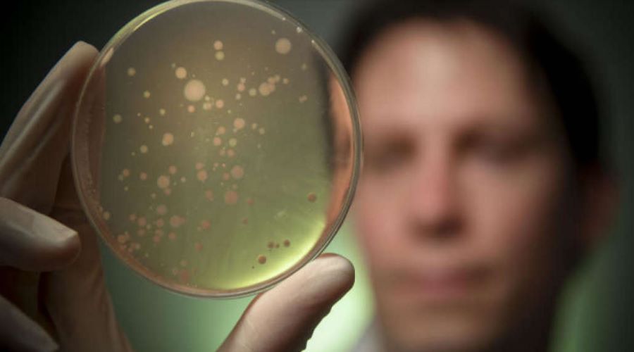 More than 100 new bacteria have been discovered in the human microbiome