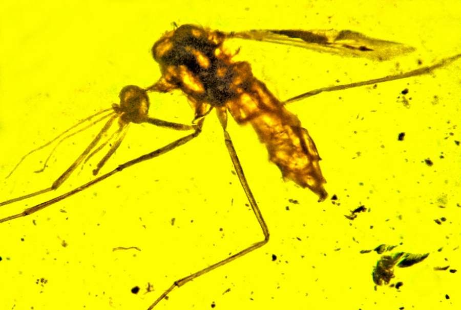 Mosquitoes were already spreading malaria 100 million years ago