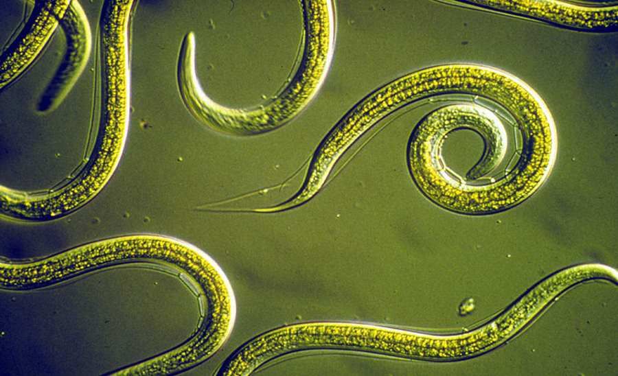 Nematodes frozen for 42 thousand. years have come back to life