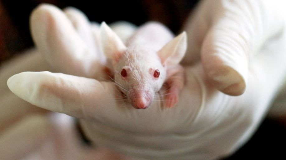 Melanoma vaccine with 100 percent. effectiveness in tests on mice